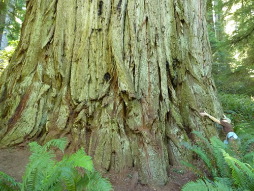 Redwoods Near Crescent City - Jedediah Smith & Del Norte Coast