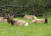 Dean Creek Elk Viewing Area