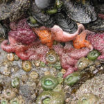 tide pooling