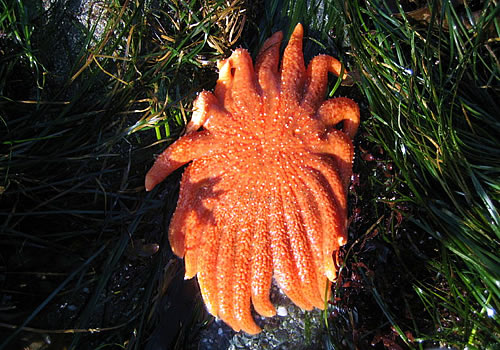 Tide pooling