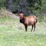 Gold Beach Elk