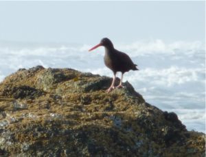 Bird watching at Coquille Point